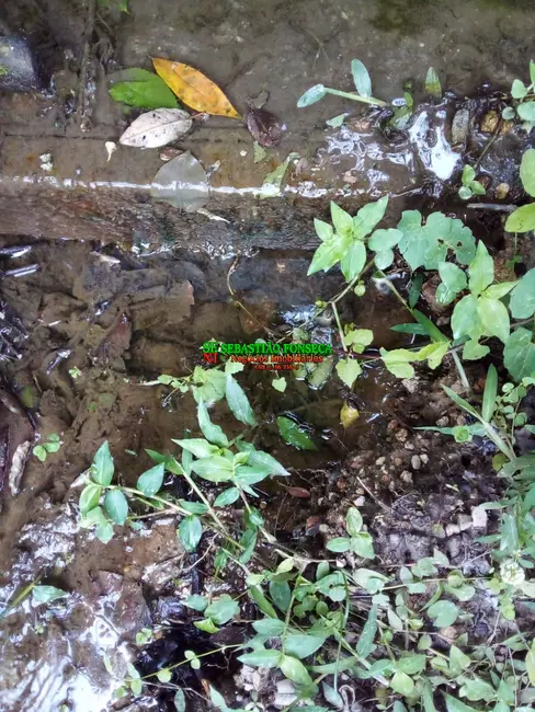 Foto 43 de Chácara à venda, 20000m2 em São Silvestre (São Silvestre), Jacarei - SP