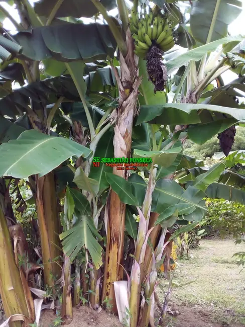 Foto 19 de Chácara à venda, 20000m2 em São Silvestre (São Silvestre), Jacarei - SP