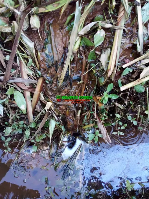 Foto 25 de Chácara à venda, 20000m2 em São Silvestre (São Silvestre), Jacarei - SP