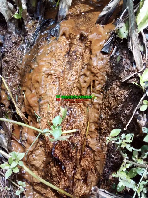 Foto 22 de Chácara à venda, 20000m2 em São Silvestre (São Silvestre), Jacarei - SP