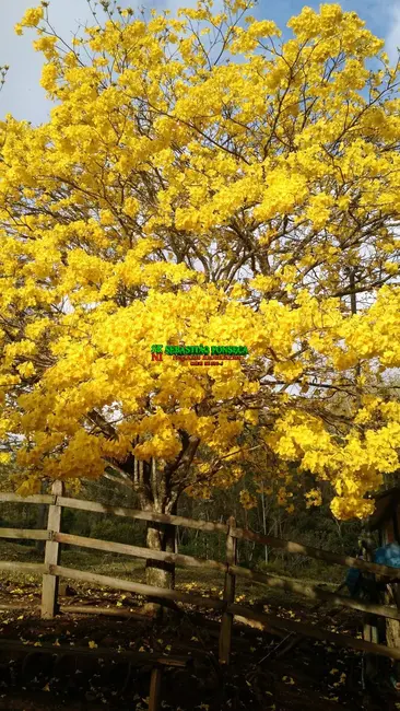 Foto 2 de Fazenda / Haras à venda, 46m2 em Paraibuna - SP