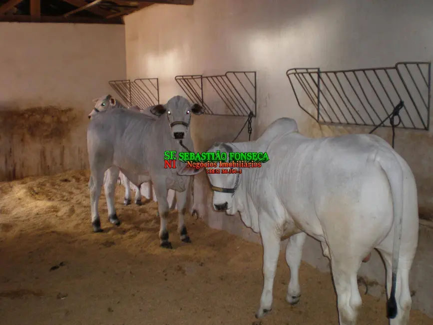 Foto 6 de Fazenda / Haras à venda, 580m2 em Área Rural de Avaré, Avare - SP