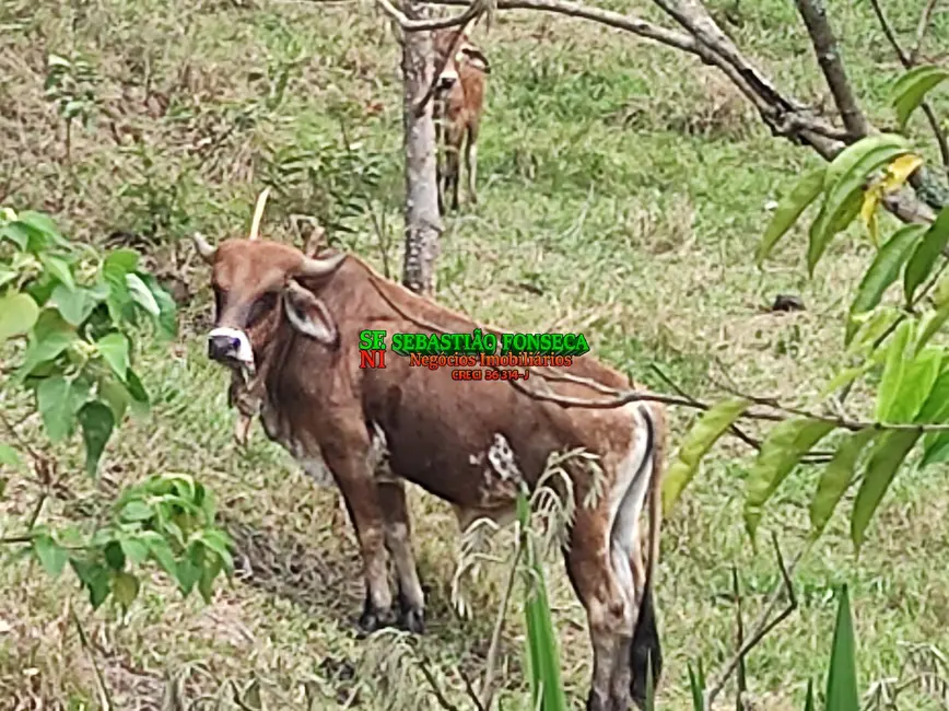Sítio / Rancho com 2 quartos à venda, 20000m2 em Área Rural de Caçapava, Cacapava - SP - imagem 5 Foto 5 de Sítio / Rancho com 2 quartos à venda, 20000m2 em Área Rural de Caçapava, Cacapava - SP