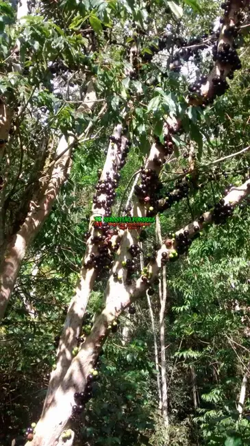 Foto 5 de Fazenda / Haras à venda, 69m2 em Centro, Silveiras - SP