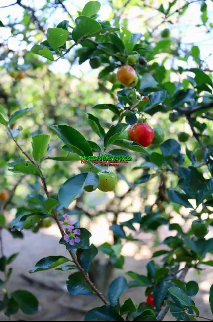 Foto 8 de Sítio / Rancho com 3 quartos à venda, 20685m2 em Sao Jose Dos Campos - SP