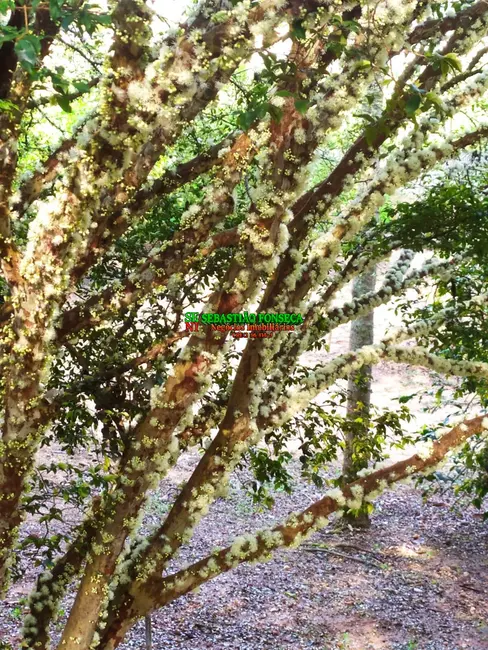 Foto 6 de Chácara com 3 quartos à venda e para alugar, 3800m2 em Jardim Boa Vista, Jacarei - SP