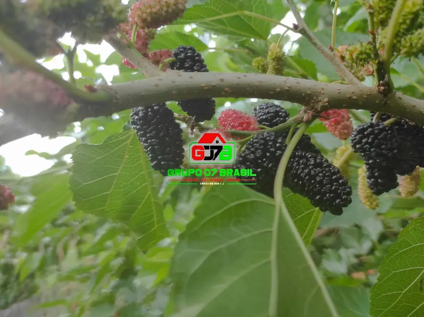 Chácara à venda, 500m2 em Sao Jose Dos Campos - SP - imagem 3 Foto 3 de Chácara à venda, 500m2 em Sao Jose Dos Campos - SP