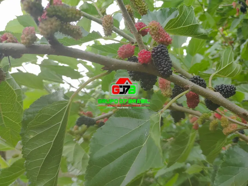 Chácara à venda, 500m2 em Sao Jose Dos Campos - SP - imagem 4 Foto 4 de Chácara à venda, 500m2 em Sao Jose Dos Campos - SP