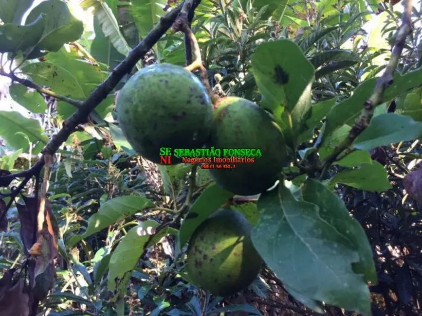 Chácara com 2 quartos à venda, 6000m2 em Centro, Paraibuna - SP - imagem 7 Foto 7 de Chácara com 2 quartos à venda, 6000m2 em Centro, Paraibuna - SP