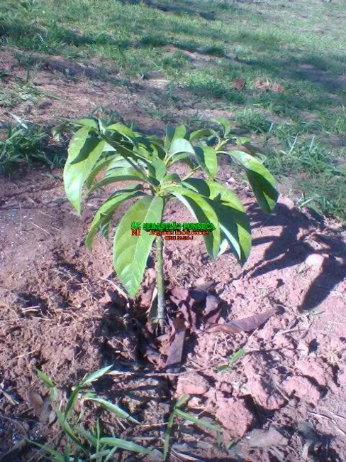 Foto 6 de Terreno / Lote à venda, 500m2 em Sao Jose Dos Campos - SP