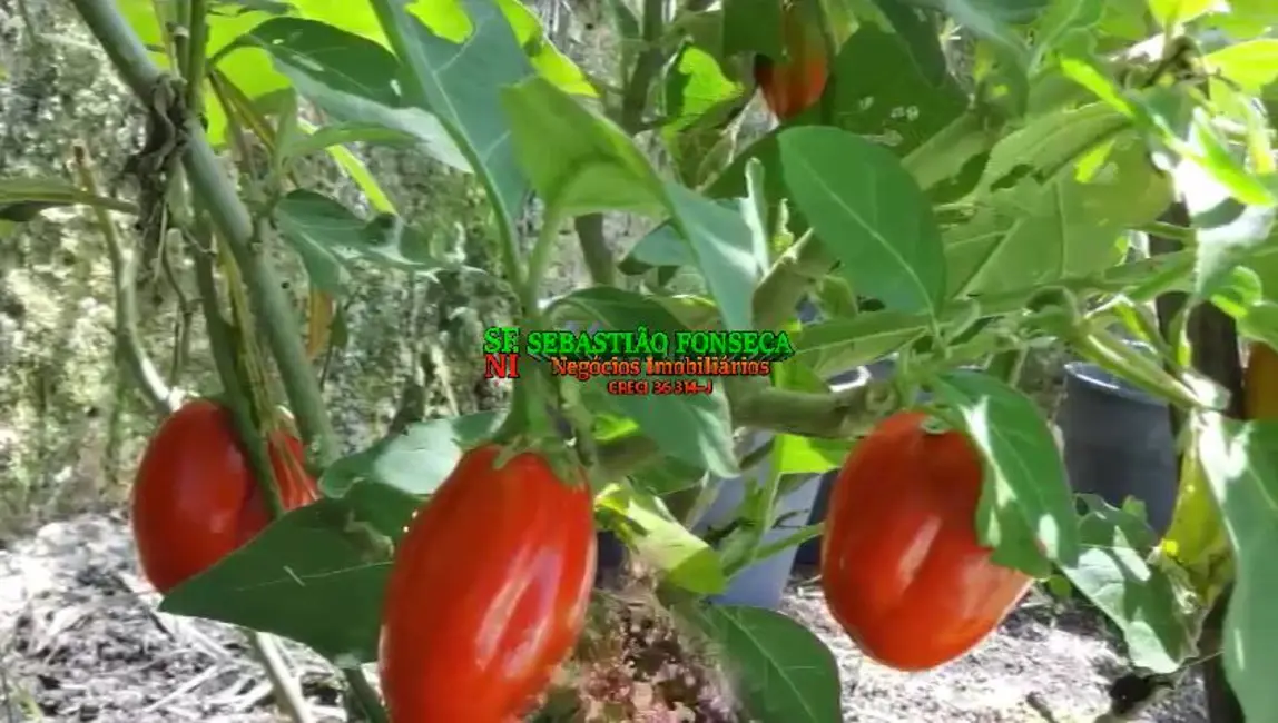 Foto 9 de Sítio / Rancho com 2 quartos à venda, 36400m2 em Centro, Guararema - SP