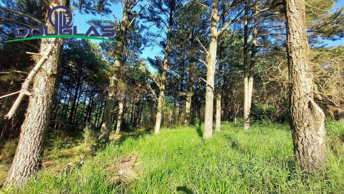 Terreno / Lote à venda, 3100m2 em São Tomé, Viamao - RS - imagem 4 Foto 4 de Terreno / Lote à venda, 3100m2 em São Tomé, Viamao - RS