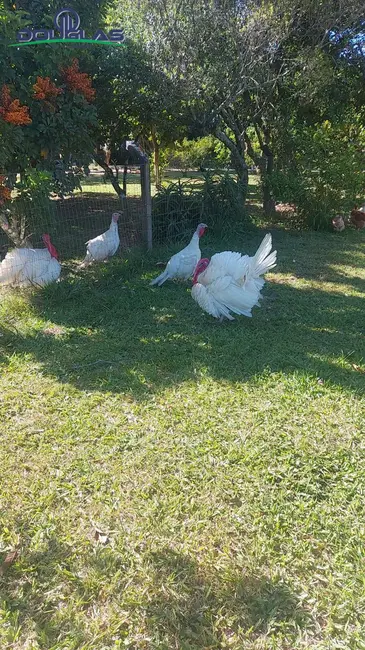 Foto 9 de Casa com 1 quarto à venda, 1400m2 em Viamao - RS