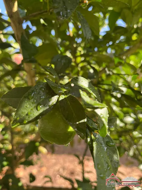Foto 6 de Terreno / Lote à venda, 175m2 em Residencial Parque dos Sinos, Jacarei - SP