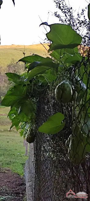 Foto 79 de Chácara à venda, 100m2 em Pinho, Jacarei - SP