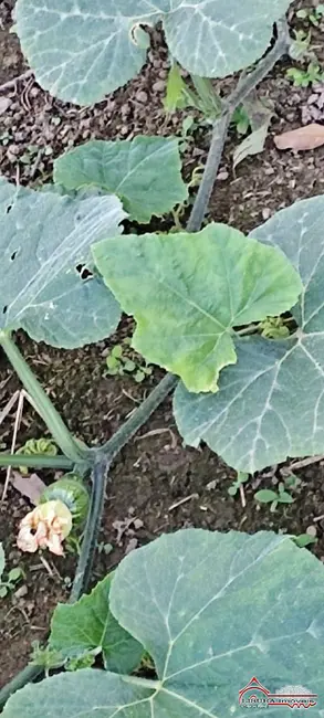 Foto 10 de Chácara à venda, 100m2 em Pinho, Jacarei - SP