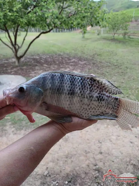 Foto 67 de Chácara à venda, 100m2 em Pinho, Jacarei - SP