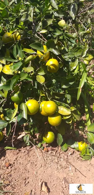 Foto 5 de Chácara com 6 quartos à venda, 2500m2 em Planalto Verde, Sao Roque - SP