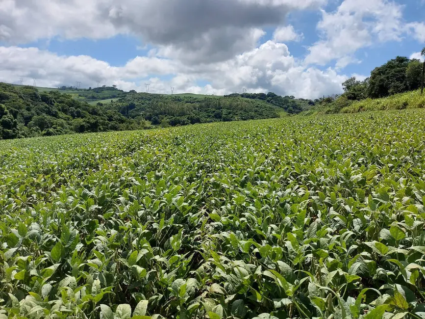 Foto 1 de Sítio / Rancho à venda em Ouro Branco, Londrina - PR