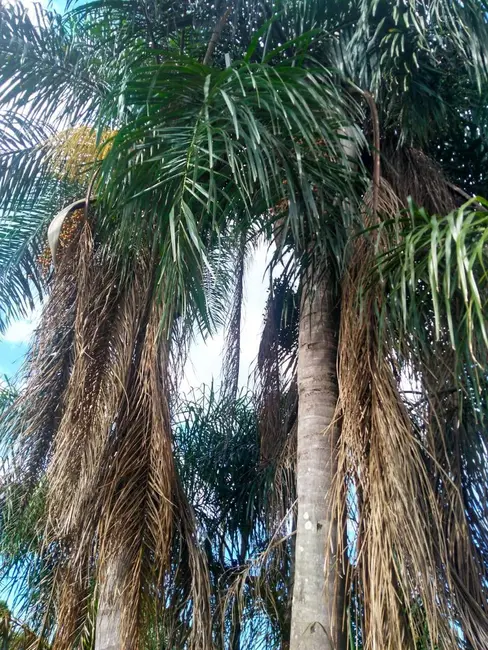 Chácara à venda, 4000m2 em Londrina - PR - imagem 8 Foto 8 de Chácara à venda, 4000m2 em Londrina - PR