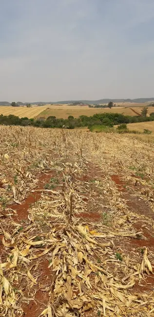 Foto 2 de Sítio / Rancho à venda, 10m2 em Jataizinho - PR