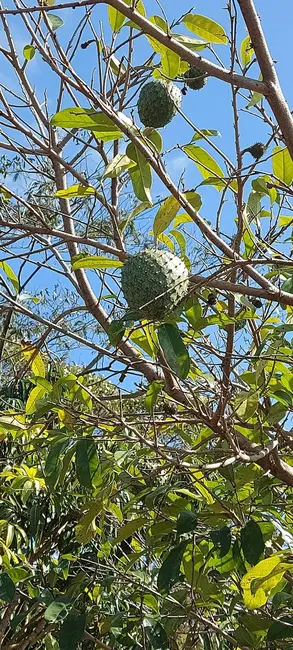 Foto 10 de Chácara à venda, 15500m2 em Londrina - PR