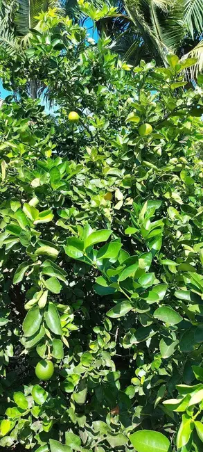 Foto 13 de Chácara à venda, 15500m2 em Londrina - PR