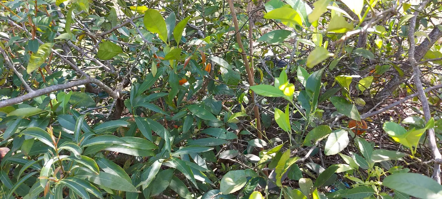 Foto 12 de Chácara à venda, 15500m2 em Londrina - PR