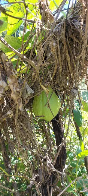 Foto 14 de Chácara à venda, 15500m2 em Londrina - PR