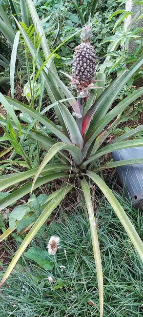 Foto 21 de Chácara à venda, 24956m2 em Chácaras São Miguel, Londrina - PR