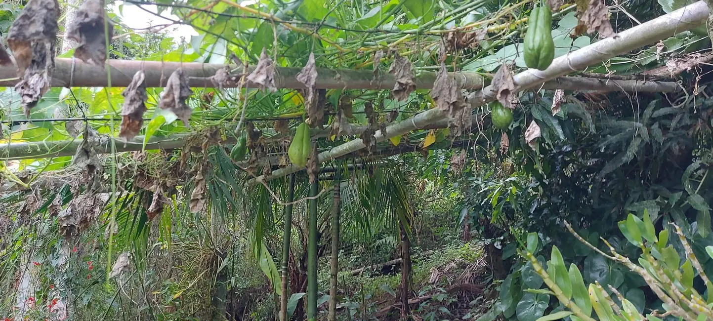 Foto 18 de Chácara à venda, 24956m2 em Chácaras São Miguel, Londrina - PR