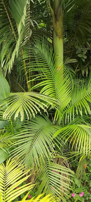 Foto 20 de Chácara à venda, 24956m2 em Chácaras São Miguel, Londrina - PR