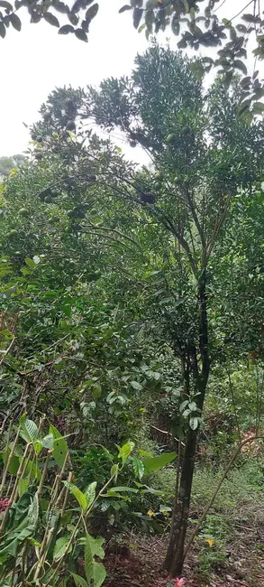 Foto 19 de Chácara à venda, 24956m2 em Chácaras São Miguel, Londrina - PR