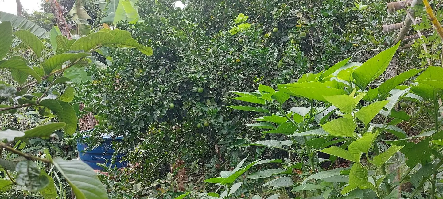 Foto 23 de Chácara à venda, 24956m2 em Chácaras São Miguel, Londrina - PR