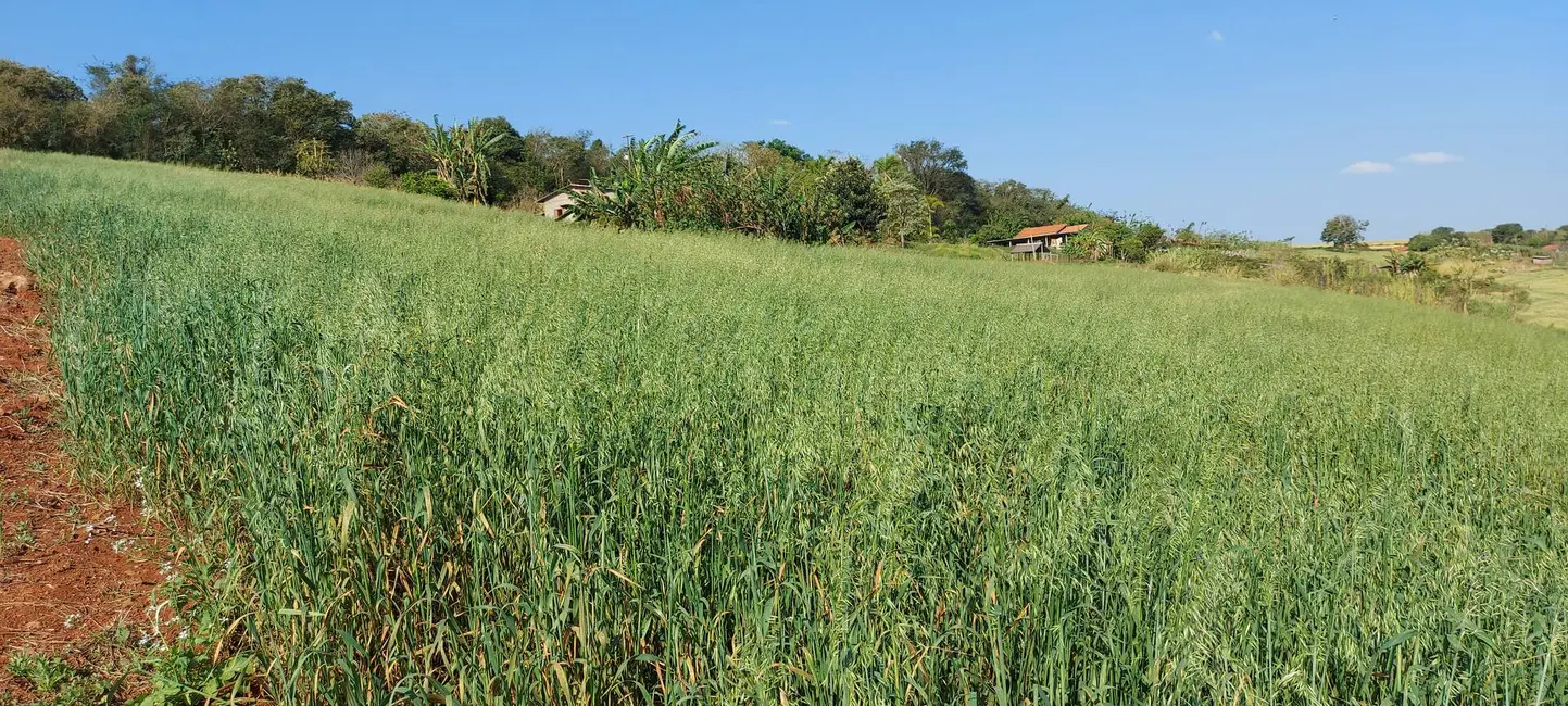 Sítio / Rancho à venda em Tamarana - PR - imagem 4 Foto 4 de Sítio / Rancho à venda em Tamarana - PR