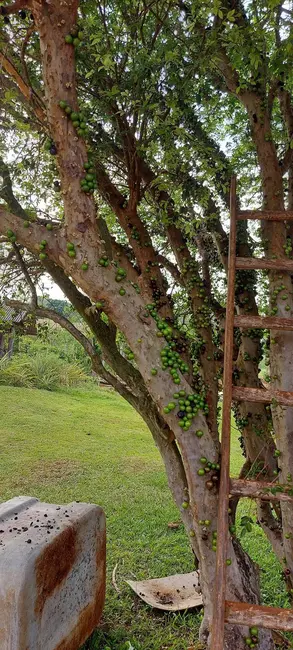 Foto 12 de Sítio / Rancho à venda em Londrina - PR