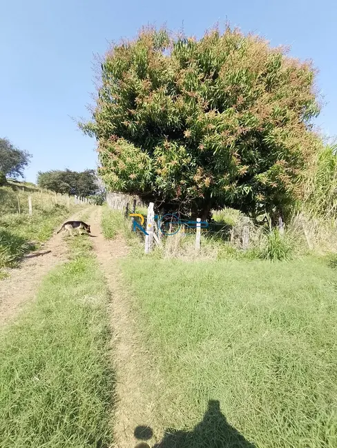 Chácara à venda, 40000m2 em Jataizinho - PR - imagem 20 Foto 20 de Chácara à venda, 40000m2 em Jataizinho - PR