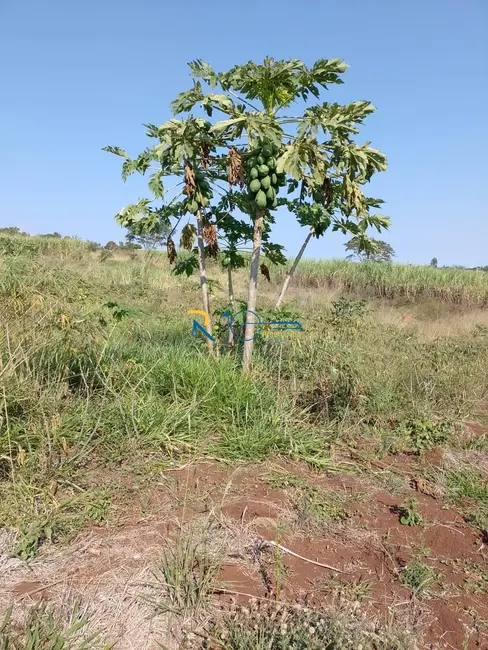Chácara à venda, 40000m2 em Jataizinho - PR - imagem 8 Foto 8 de Chácara à venda, 40000m2 em Jataizinho - PR