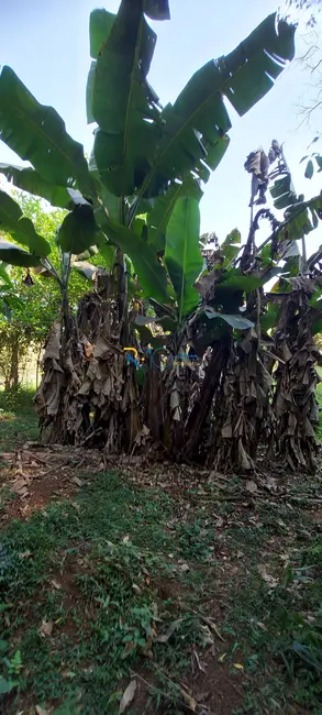 Foto 12 de Sítio / Rancho à venda em Londrina - PR