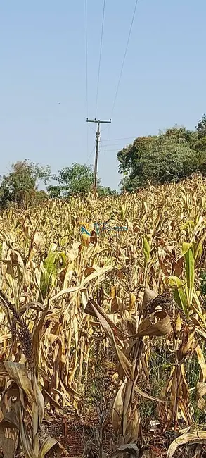 Sítio / Rancho à venda em Londrina - PR - imagem 5 Foto 5 de Sítio / Rancho à venda em Londrina - PR
