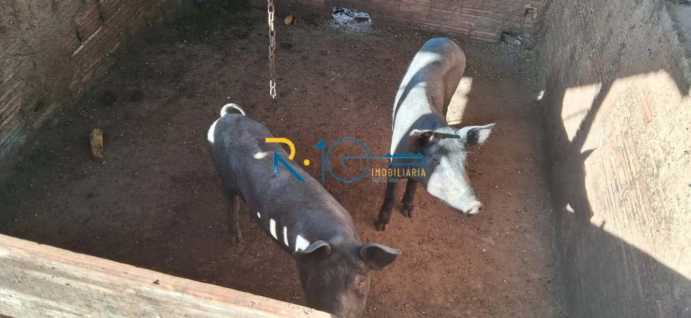 Chácara à venda em Londrina - PR - imagem 9 Foto 9 de Chácara à venda em Londrina - PR