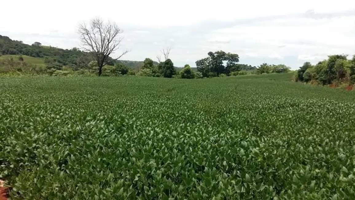 Sítio / Rancho à venda em Londrina - PR - imagem 5 Foto 5 de Sítio / Rancho à venda em Londrina - PR