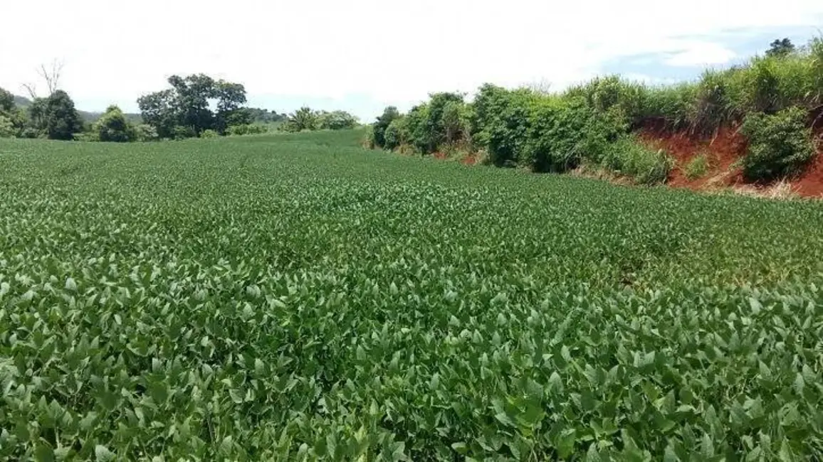 Sítio / Rancho à venda em Londrina - PR - imagem 6 Foto 6 de Sítio / Rancho à venda em Londrina - PR