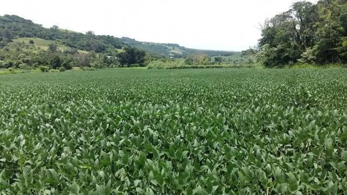 Sítio / Rancho à venda em Londrina - PR - imagem 7 Foto 7 de Sítio / Rancho à venda em Londrina - PR
