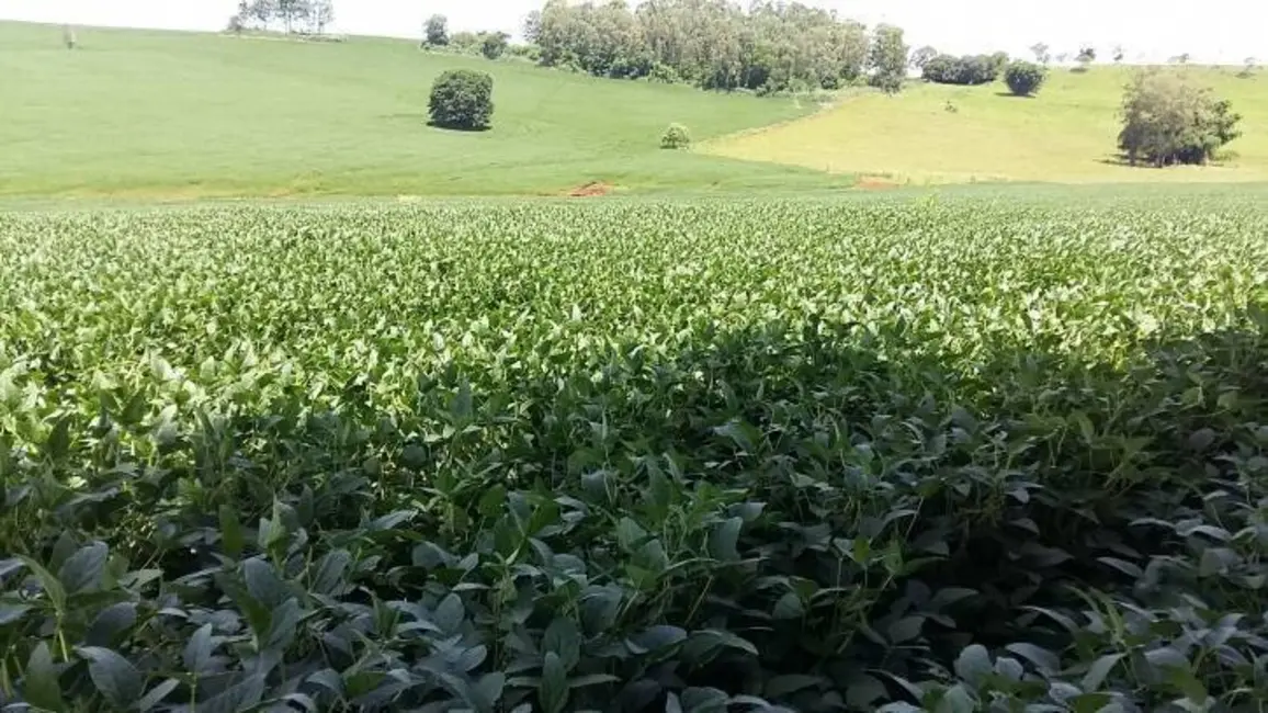 Foto 22 de Sítio / Rancho à venda em Londrina - PR