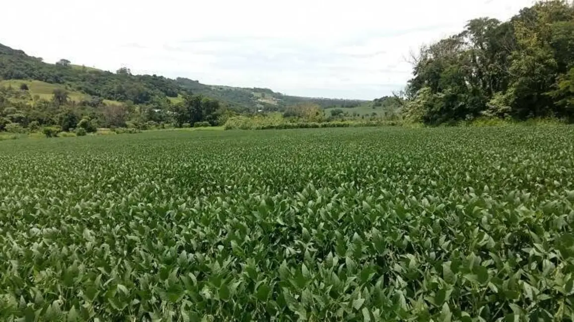 Foto 10 de Sítio / Rancho à venda em Londrina - PR