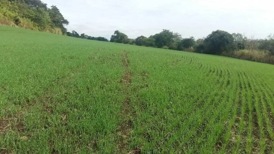 Foto 8 de Sítio / Rancho à venda, 18m2 em Assai - PR