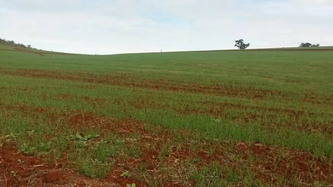 Foto 3 de Sítio / Rancho à venda, 18m2 em Assai - PR