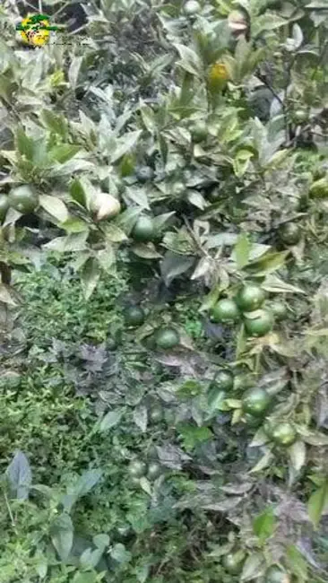 Foto 5 de Terreno / Lote à venda, 2438m2 em Mairipora - SP