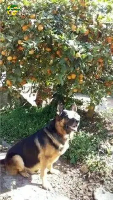 Foto 4 de Terreno / Lote à venda, 2438m2 em Mairipora - SP